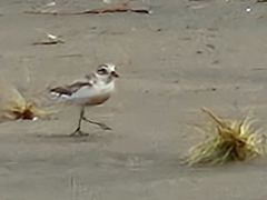 Charadrius obscurus aquilonius