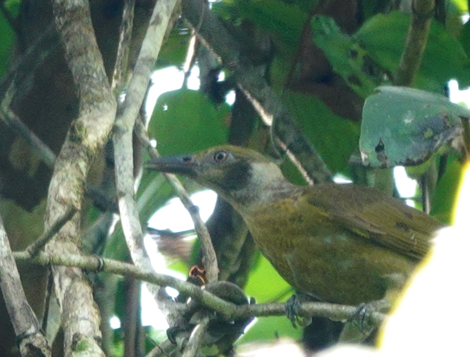 Grey-collared Oriole (Oriolus forsteni), photo 1