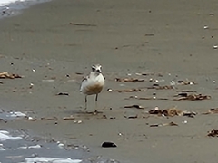 Charadrius obscurus aquilonius