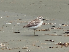 Charadrius obscurus aquilonius