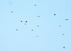 Calandrella dukhunensis