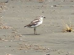 Charadrius obscurus aquilonius