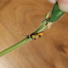 Chauliognathus imperialis