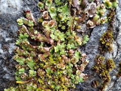 Marchantia paleacea