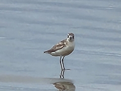 Charadrius obscurus aquilonius