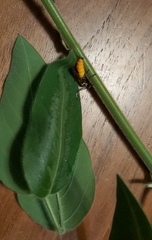 Chauliognathus imperialis