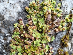 Marchantia paleacea
