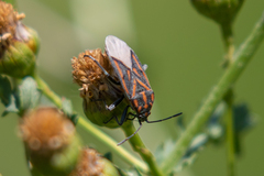 Spilostethus lemniscatus