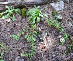 Erigeron arizonicus