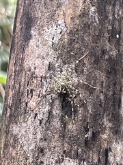 Pandercetes