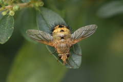 Dejeania bombylans