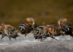 Apis mellifera scutellata