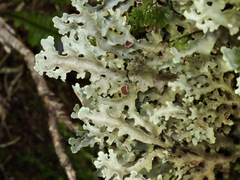Pseudocyphellaria homoeophylla