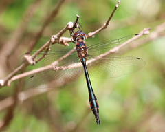 Hemicordulia continentalis
