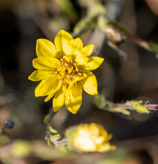 Hemizonia congesta lutescens
