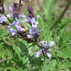 Lavandula canariensis
