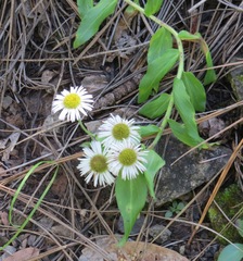 Erigeron arizonicus
