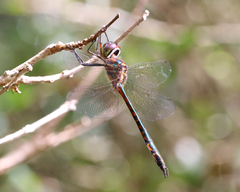 Hemicordulia continentalis