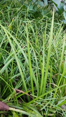 Sisyrinchium strictum