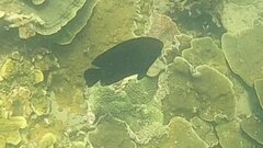 Neoglyphidodon melas