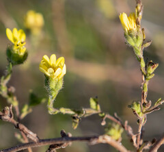 Hemizonia congesta lutescens
