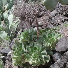 Aeonium urbicum