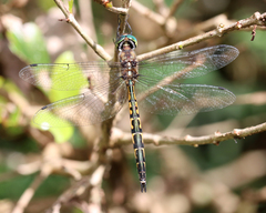 Hemicordulia australiae