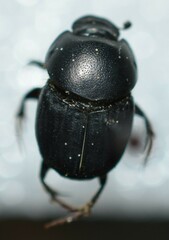 Onthophagus taurus