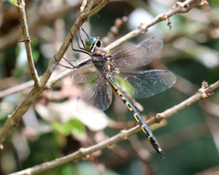 Hemicordulia australiae