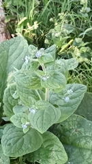 Pentaglottis sempervirens