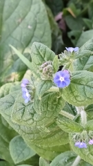 Pentaglottis sempervirens
