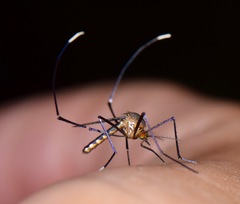 Trichoprosopon digitatum