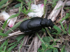 Meloe tuccius