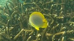 Chaetodon aureofasciatus