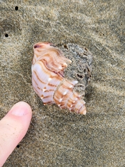 Struthiolaria papulosa