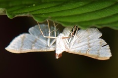 Blepharomastix ianthealis