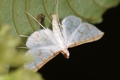 Blepharomastix ianthealis