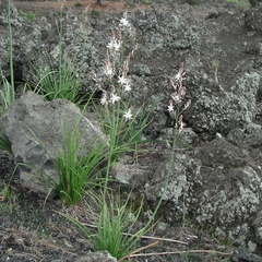 Chlorophytum graminifolium