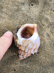 Struthiolaria papulosa