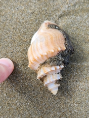 Struthiolaria papulosa