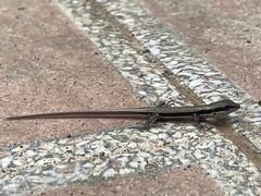 Sphenomorphus maculatus