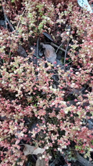 Crassula strigosa