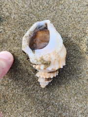 Struthiolaria papulosa