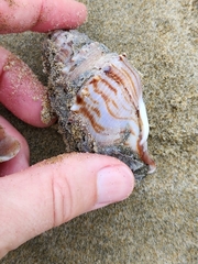 Struthiolaria papulosa