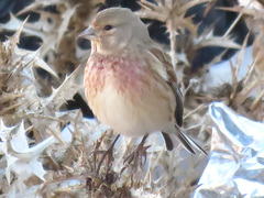 Linaria cannabina cannabina