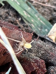 Cheiracanthium mildei