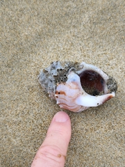 Struthiolaria papulosa