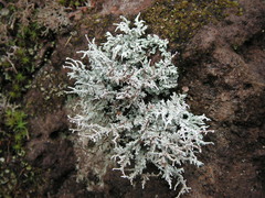 Stereocaulon vesuvianum