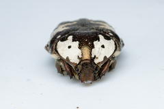 Protaetia aurichalcea