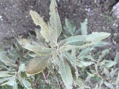 Eriodictyon crassifolium